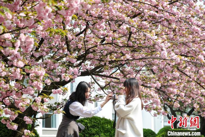 贵州民大校园樱花烂漫吸引学生观赏