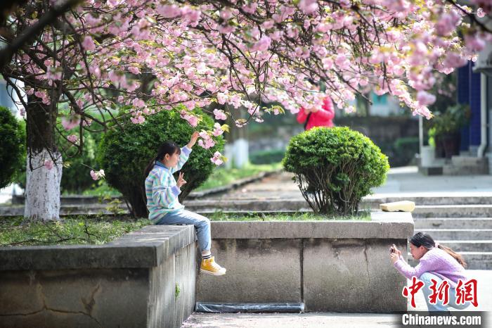 贵州民大校园樱花烂漫吸引学生观赏