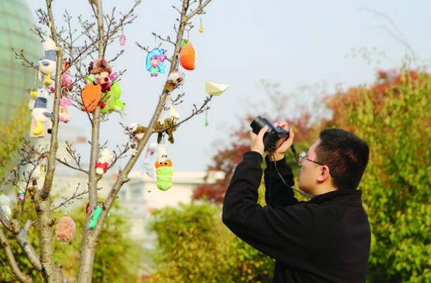 南京高校“长”出网红“娃娃”树   各色的福袋在风中微微晃荡