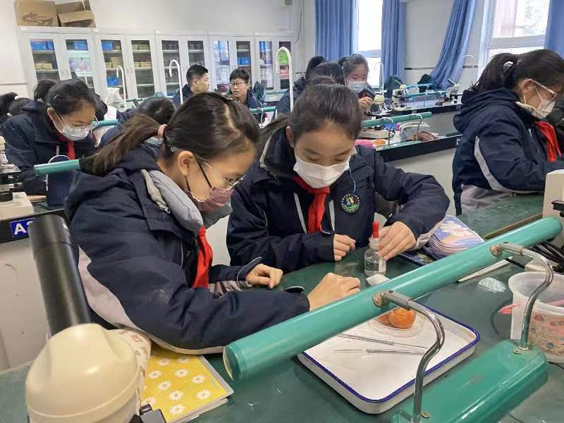 北京第八十中学开发跨学科课程 校园里上演“柿子变身记”