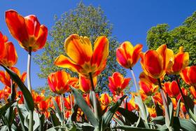 瑞士莫爾日鬱金香節