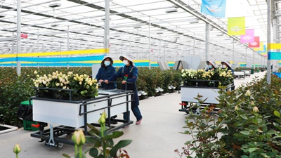 甘肃临夏:振兴乡村“花为媒”