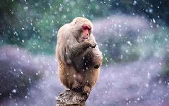 猕猴赏雪