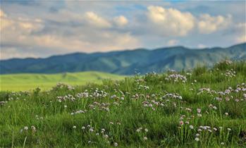 原子城：鲜花开满草原