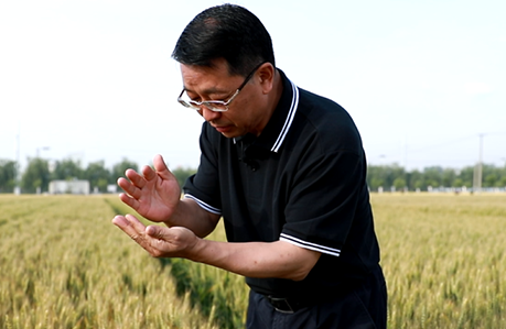 中国农业大学张福锁：创新&ldquo;政产学研农&rdquo; 推动绿色发展和乡村振兴