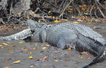 澳大利亚5米食人鳄吞食3米同类