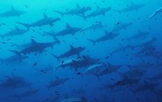 摄影师水下拍摄罕见群鲨同游