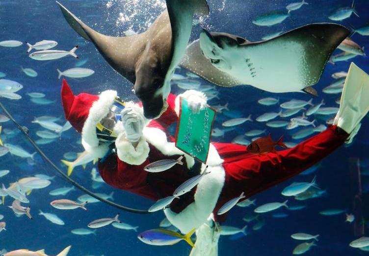 圣诞老人与鱼儿&ldquo;共舞&rdquo;