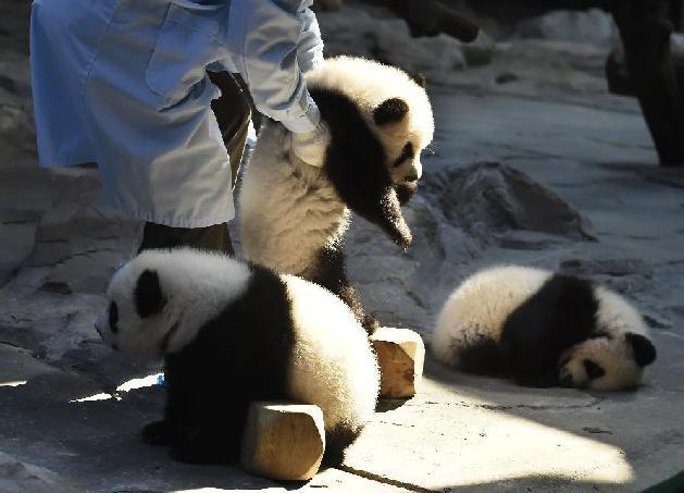 大熊猫三胞胎成长记：妈妈&ldquo;菊笑&rdquo;带养三幼仔