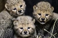 世界各地新生动物宝宝大联&ldquo;萌&rdquo;