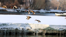 新疆额尔齐斯河覆冰加速融化 吸引鸟儿来安家