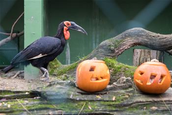 動物園裏迎接萬聖節