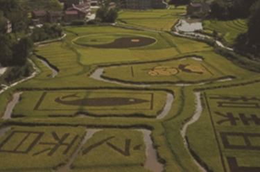 重庆：从田间课堂到世界舞台  职业教育铺就“以技兴城”新路径